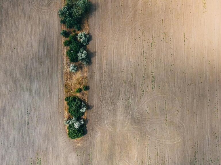 Drone shot capturing isolated trees amid a rural field, showcasing natural patterns.